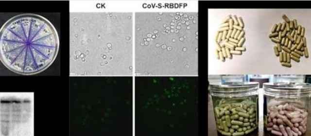 Điều chế thành công vaccine Covid-19 dạng uống