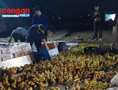 'Giải cứu' hàng vạn gia cầm giống trong vụ cháy xe trên quốc lộ 1A