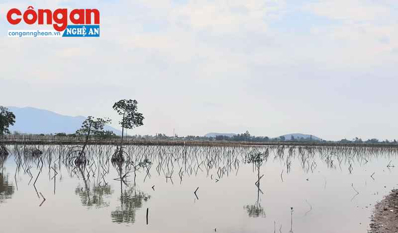 Hà Tĩnh: Hàng chục ha rừng dự án mới trồng gần như chết trắng