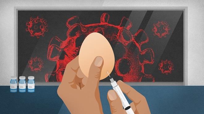 Bật mí công nghệ sản xuất vaccine cúm từ trứng gà
