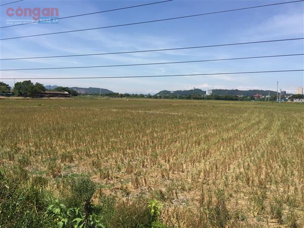 Chủ động triển khai các giải pháp chống hạn hán