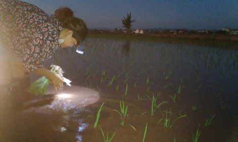 Những 'cánh vạc' gửi ước mơ trên đồng trũng