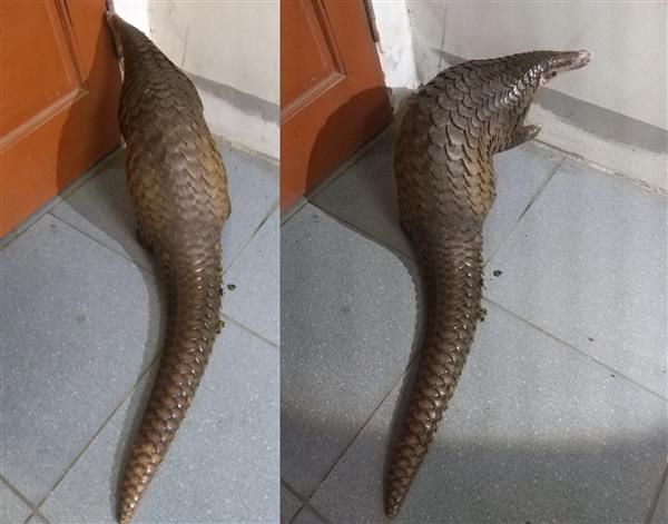 2 cá thể Tê tê 