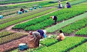 Nâng cao hiệu quả kinh tế tập thể