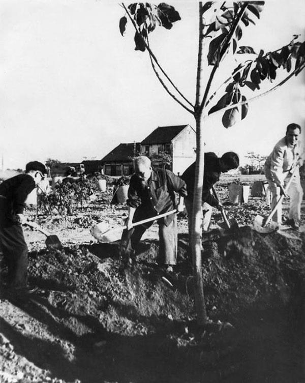 Tết, Tết trồng cây, nhớ Bác