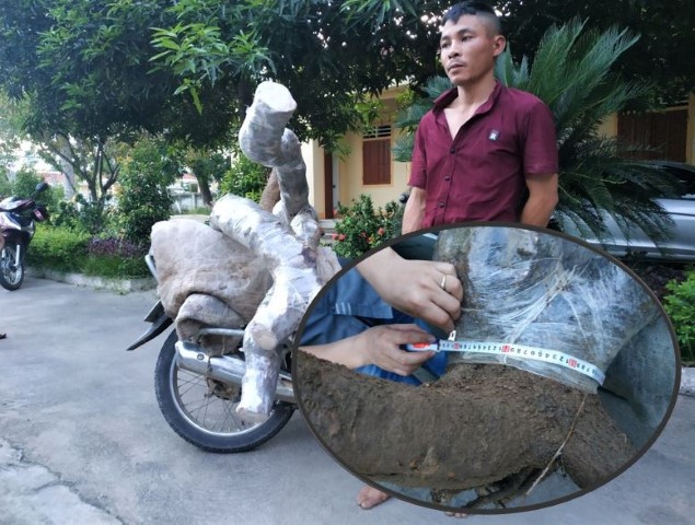Cảnh giác với tội phạm trộm cắp cây cảnh