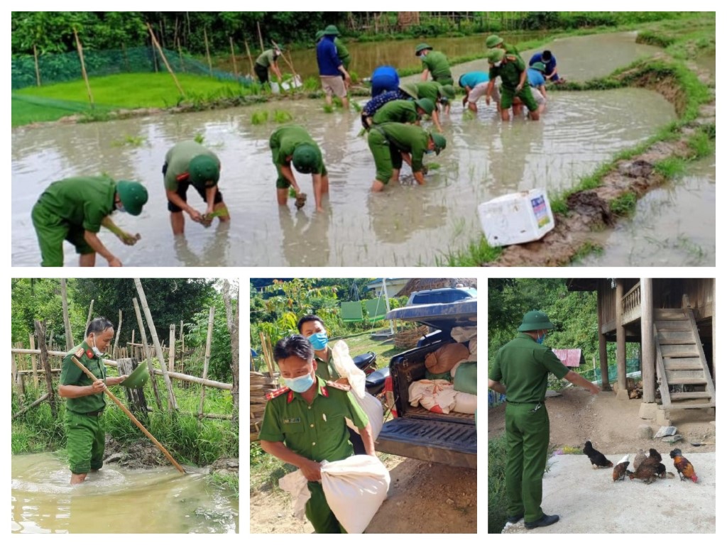Công an Tương Dương cấy lúa vụ mùa và giúp người dân vùng phong tỏa chăm sóc gia súc gia cầm