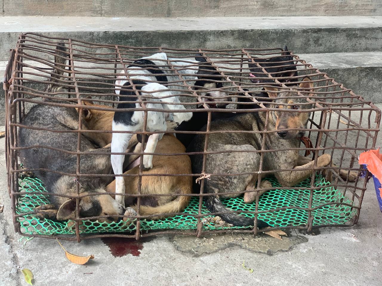 05 con chó có trọng lượng 105kg được lực lượng chức năng thu giữ