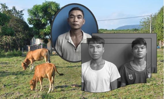 Cảnh giác: Mất bò khi thả trên rẫy