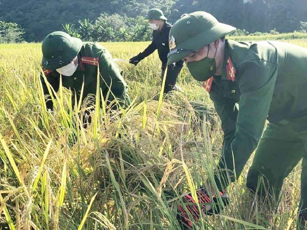 Ngay từ sáng sớm, cán bộ chiến sĩ Công an 02 huyện Con Cuông và Quỳ Châu đã có mặt tại các xã để giúp đỡ bà con thu hoạch vụ mùa