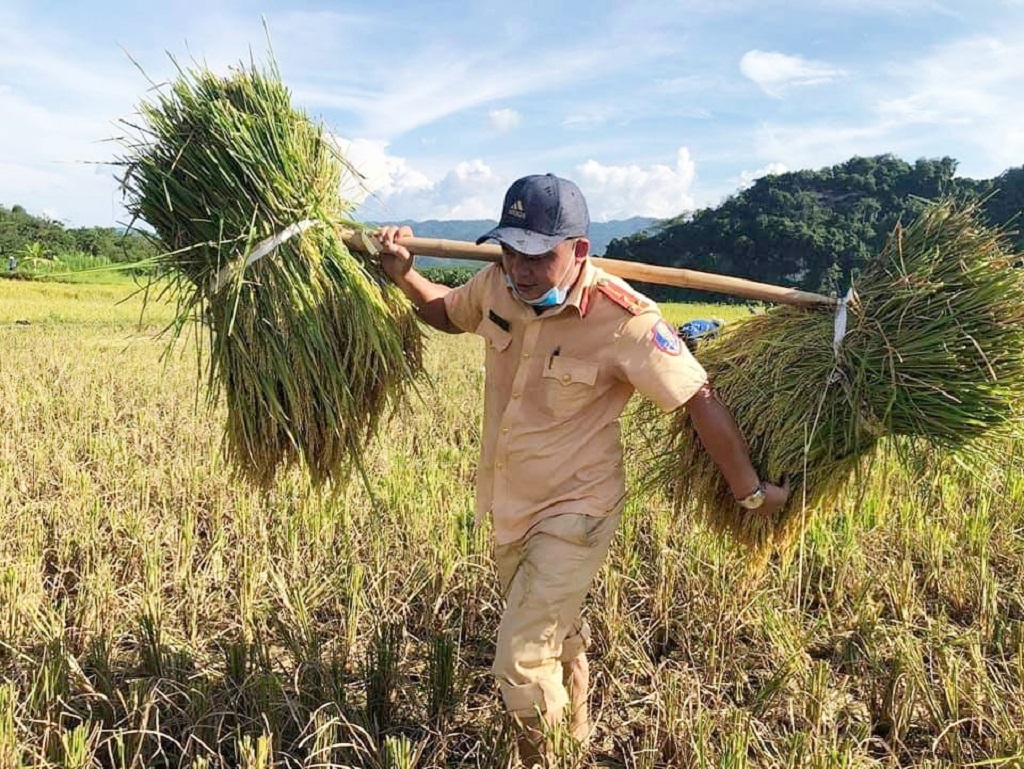 Cán bộ, chiến sĩ Công an đảm nhiệm từ khâu gặt, bó và vận chuyển lúa thành phẩm về tận nhà cho bà con nông dân 