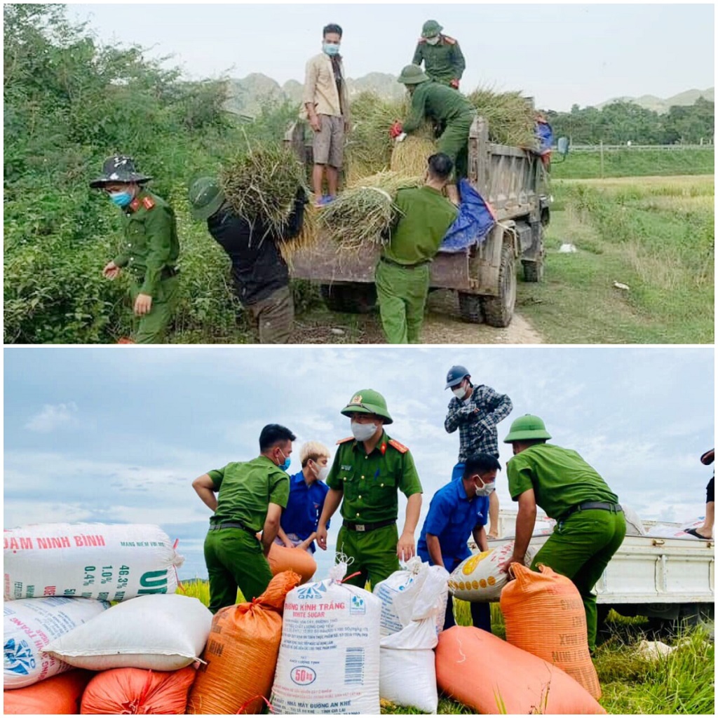 Nhiều diện tích lúa được các cán bộ, chiến sĩ và lực lượng đoàn viên, thanh niên thu hoạch, vận chuyển về tận nhà giúp bà con