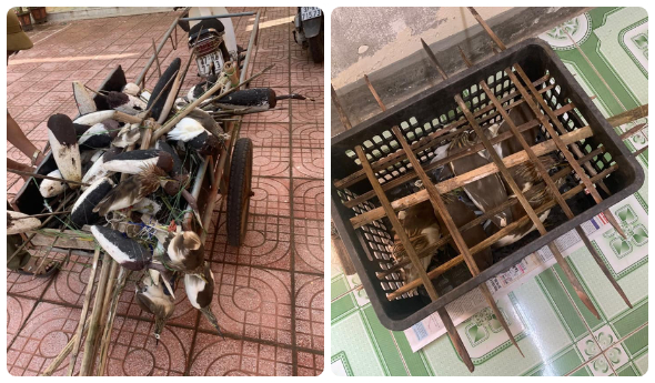 Số cò mồi còn sống sẽ thả về tự nhiên, còn cò giả và que nhựa lực lượng chức năng tiến hành tiêu hủy