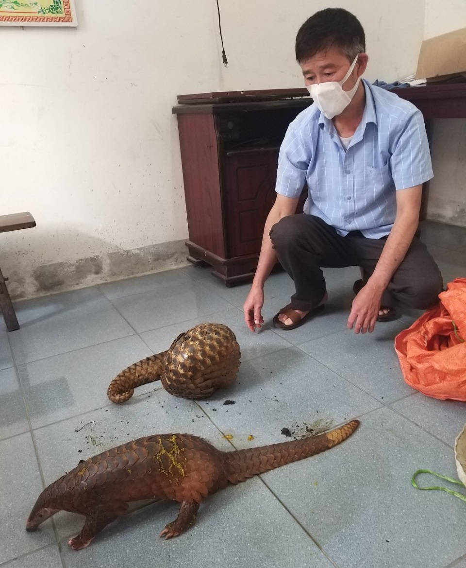 Đối tượng Hoàng Quốc Dũng và 02 cá thể tê tê bị bắt giữ
