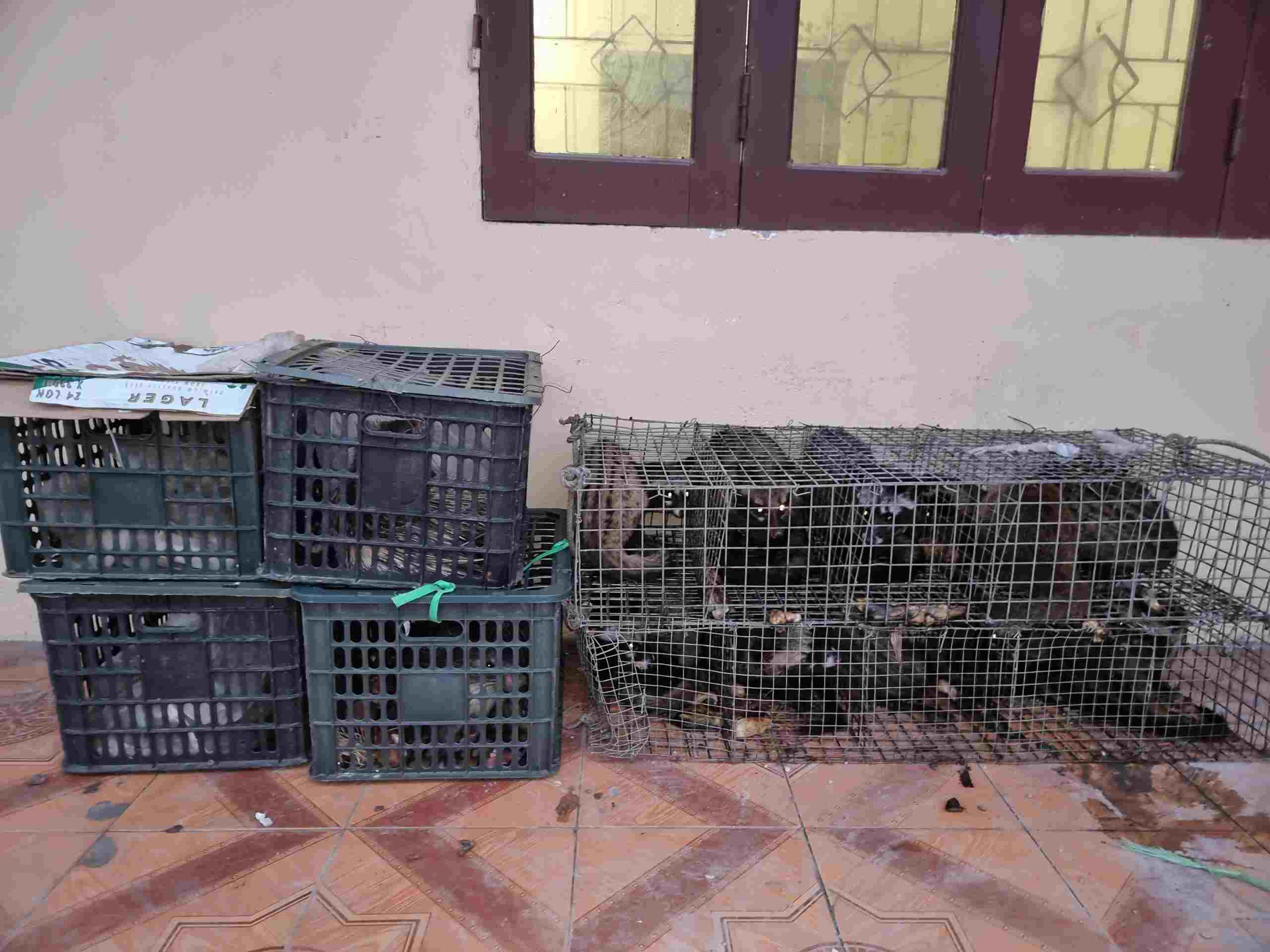 17 cá thể nhốt trong các lồng sắt và nhựa