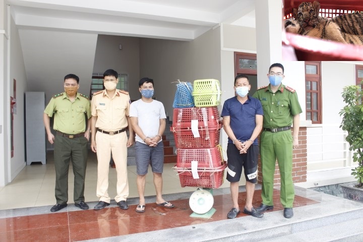 Phòng Cảnh sát môi trường Công an tỉnh bắt quả tang một vụ vận chuyển trái phép 07 cá thể hổ