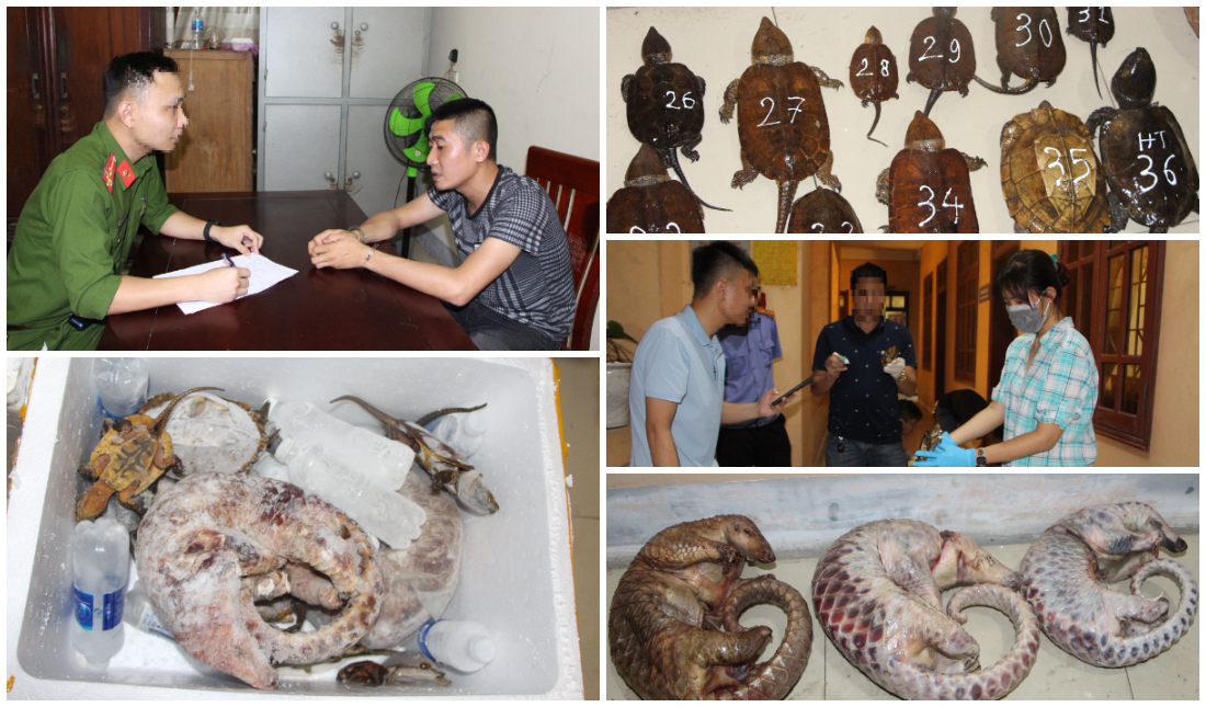 Phá chuyên án tàng trữ, vận chuyển động vật nguy cấp, quý, hiếm