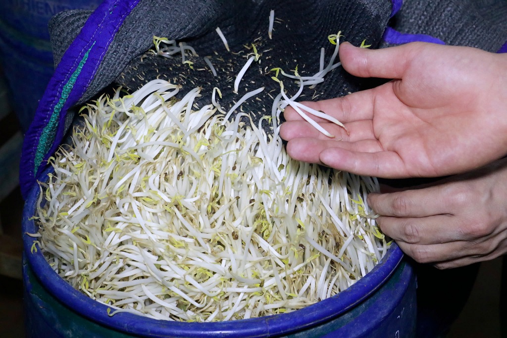Để tăng sản lượng, giá đỗ to, mập và đẹp mắt hơn, kéo dài thời gian bảo quản, thu lợi nhuận cao hơn mức bình thường, các đối tượng đã sử dụng “nước kẹo” để tưới vào các lu giá đỗ trong quá trình sản xuất 