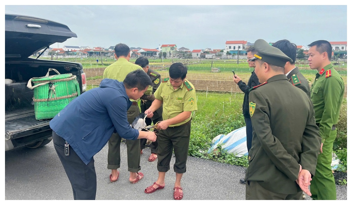 Tăng cường tuyên truyền, kiểm tra, xử lý hành vi đánh bắt chim di cư