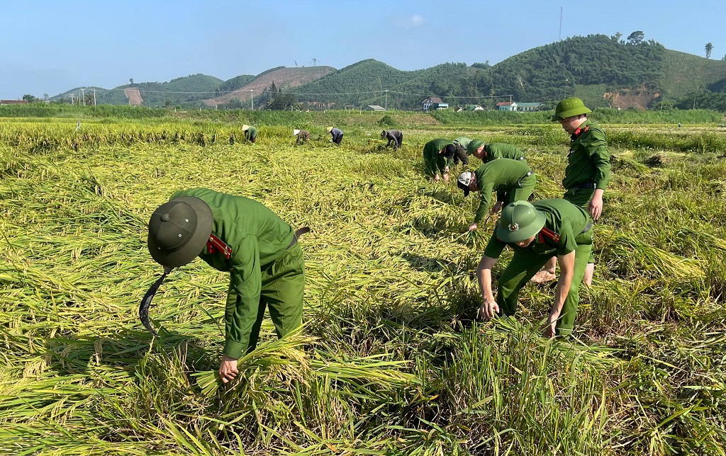 Ra quân giúp dân thu hoạch lúa bị ngập úng