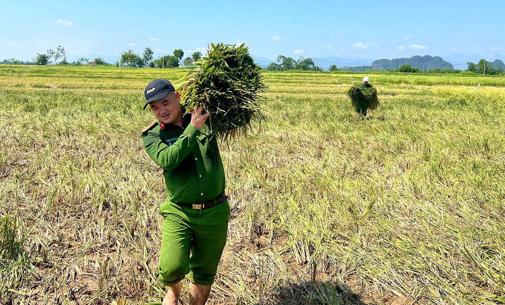 Công an xã giúp đỡ người dân thu hoạch lúa