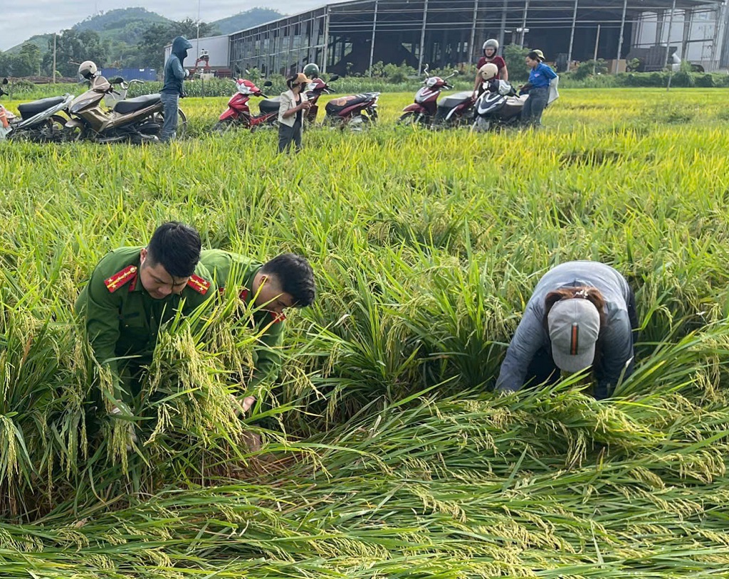 Xuống đồng thu hoạch lúa giúp dân