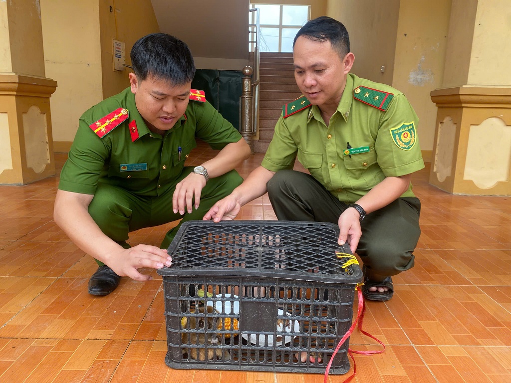 Người dân giao nộp động vật quý hiếm