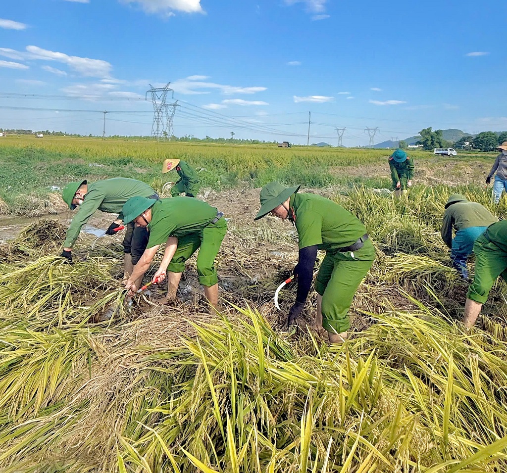 Công an xã Vạn An chung tay gặt lúa giúp người dân khó khăn