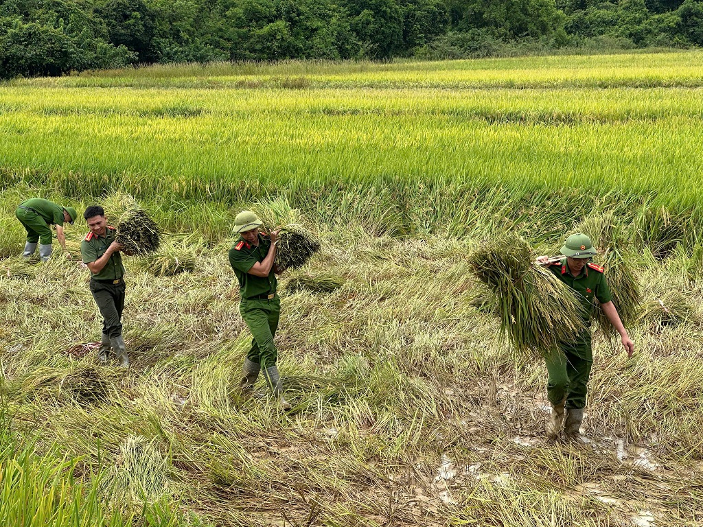Công an xã Nam Đàn giúp dân thu hoạch lúa do thiên tai
