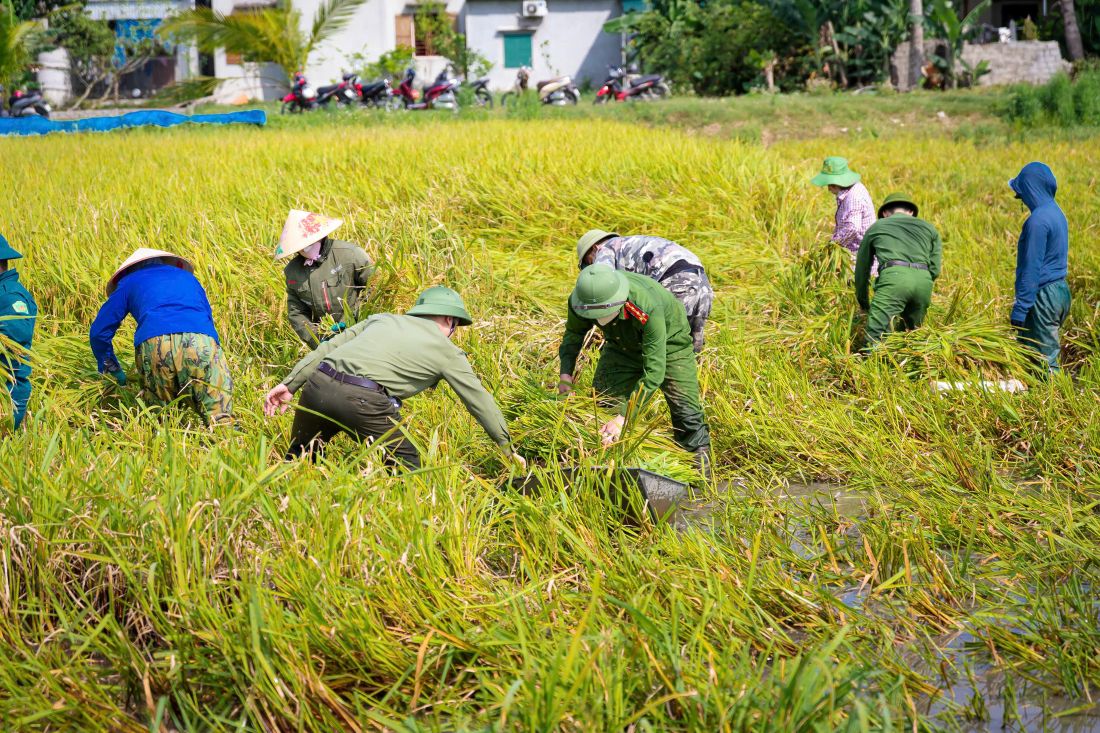 Công an xã Đức Châu giúp người dân thu hoạch lúa