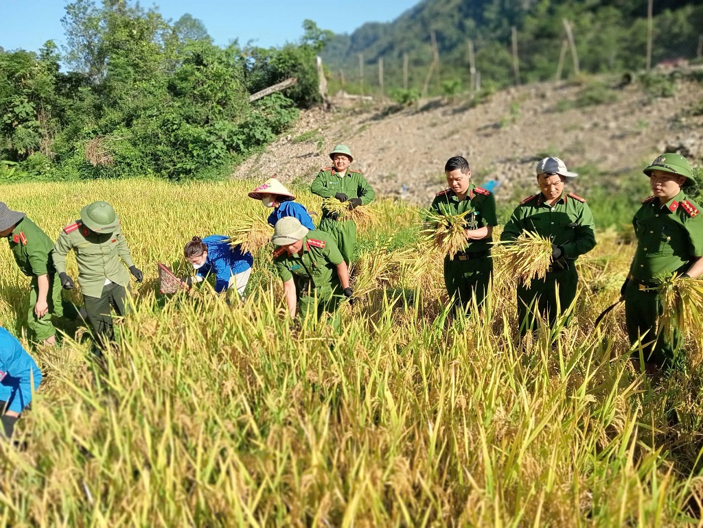 Công  an xã Hữu Khuông giúp dân thu hoạch lúa