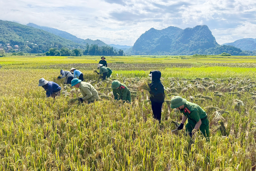 Hỗ trợ thu hoạch lúa cho người dân