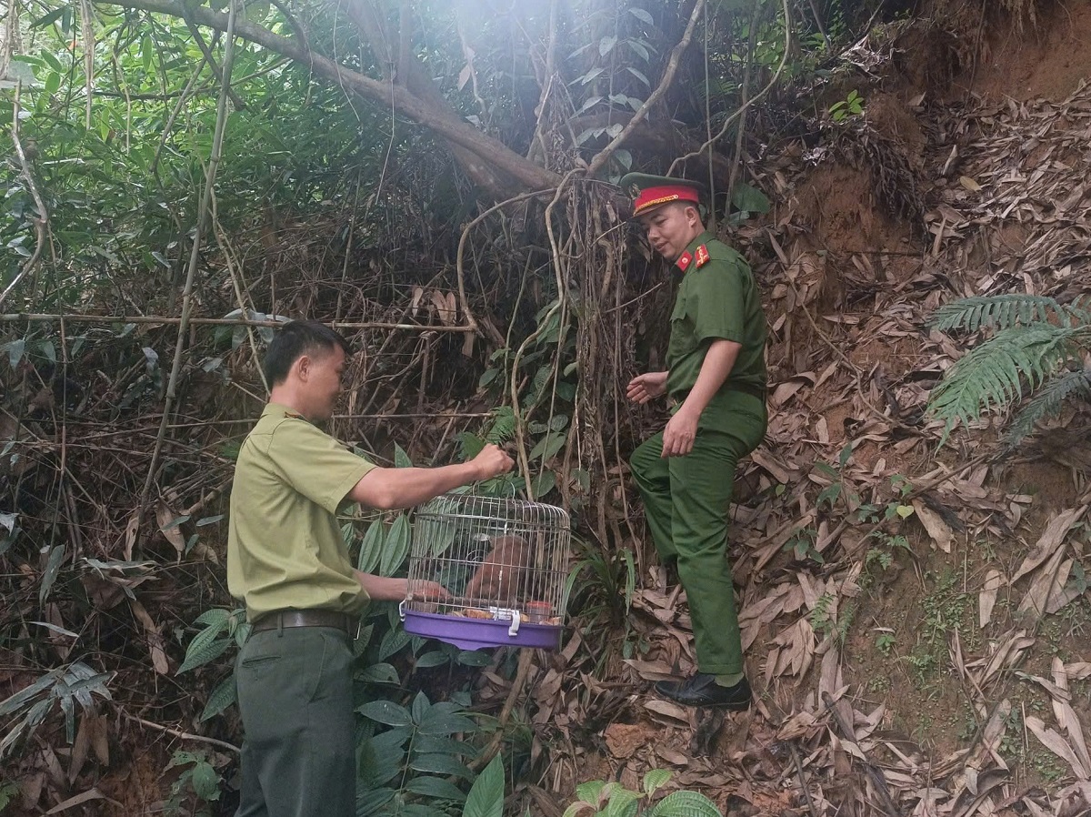 Công an xã Xuân Lâm tiếp nhận và thả về môi trường tự nhiên cá thể Culi