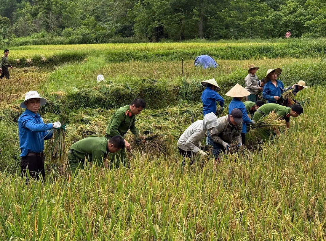 Hỗ trợ người dân thu hoạch lúa