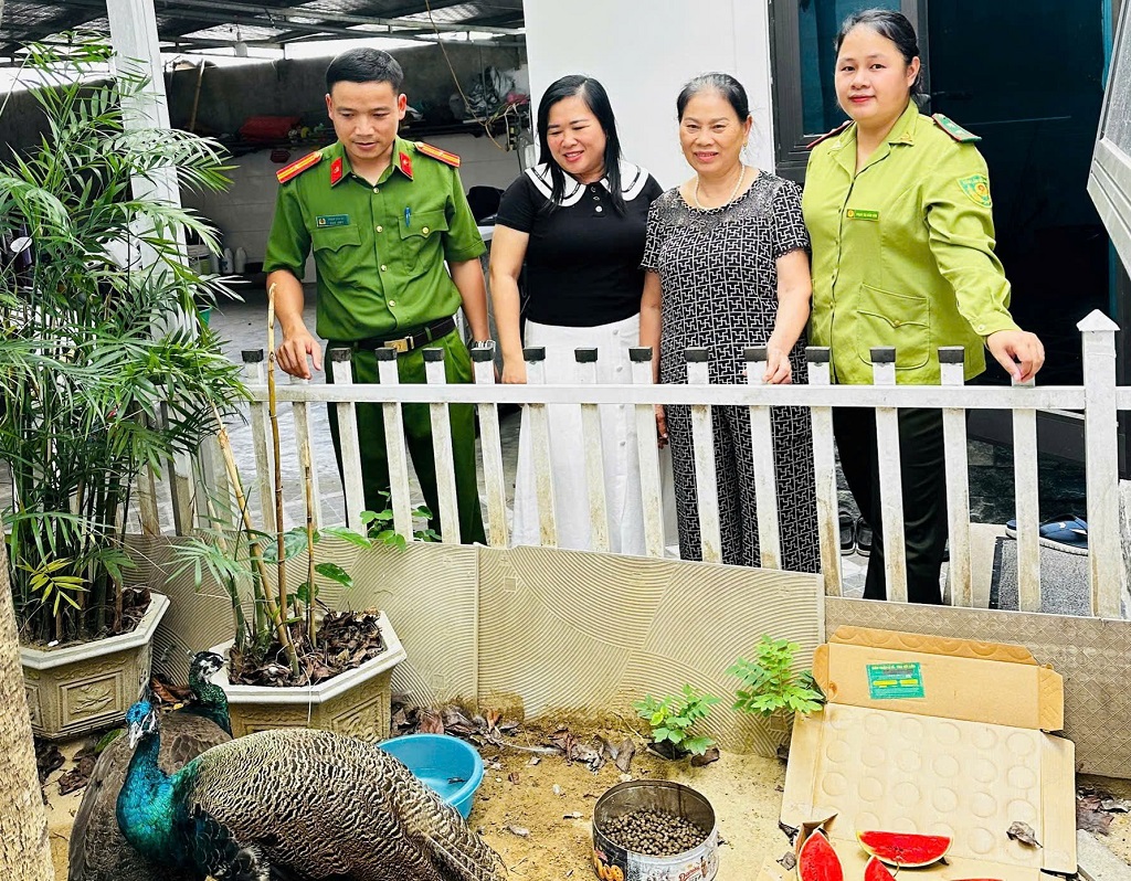 Người dân tự nguyện giao nộp 02 cá thể chim công nghi đi lạc cho Cơ quan chức năng